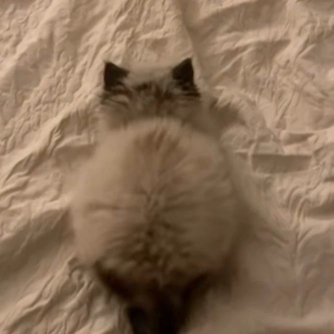 your cute baby cat. thumbnail
