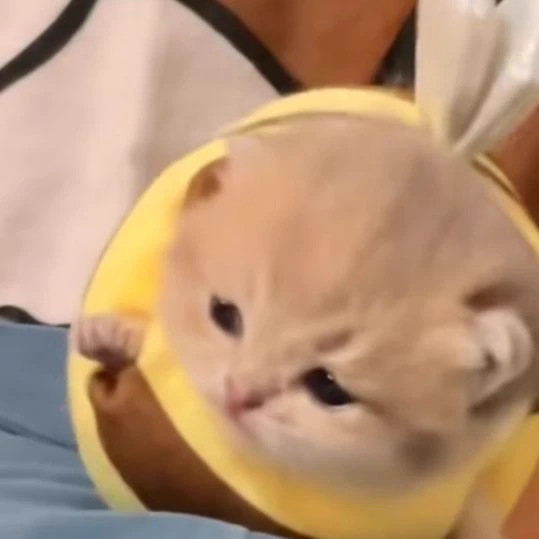 bee kitten (HE'S GOING TO FLY!) thumbnail