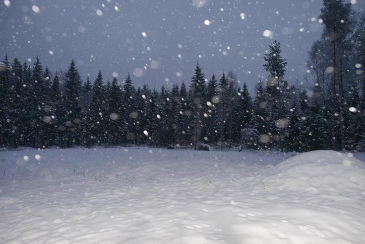 Arctic Forest ❄️ thumbnail