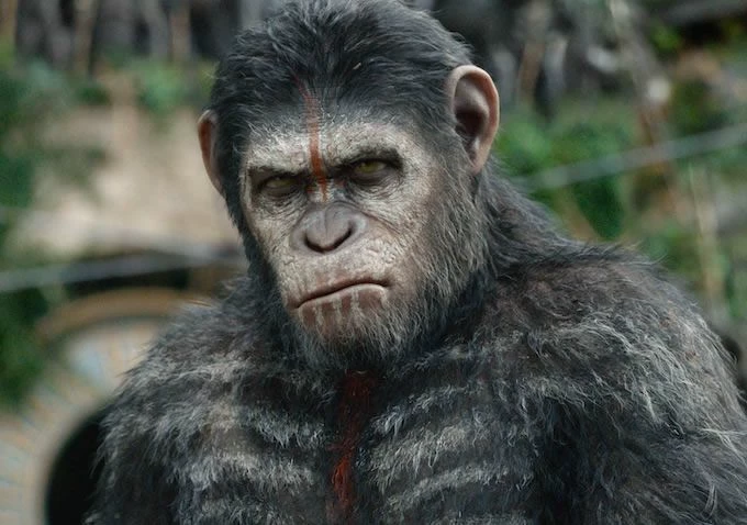 Rise of the Planet of the Apes: The Confrontation thumbnail
