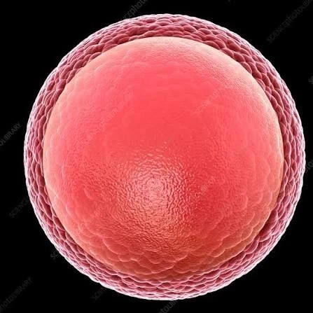 Egg thumbnail