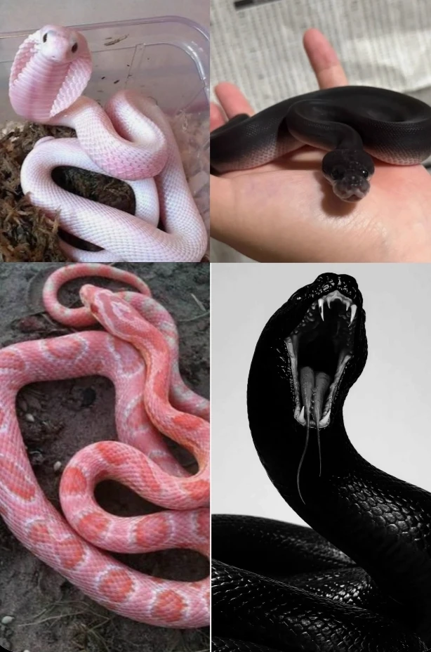 viper your new male snake mate ... thumbnail