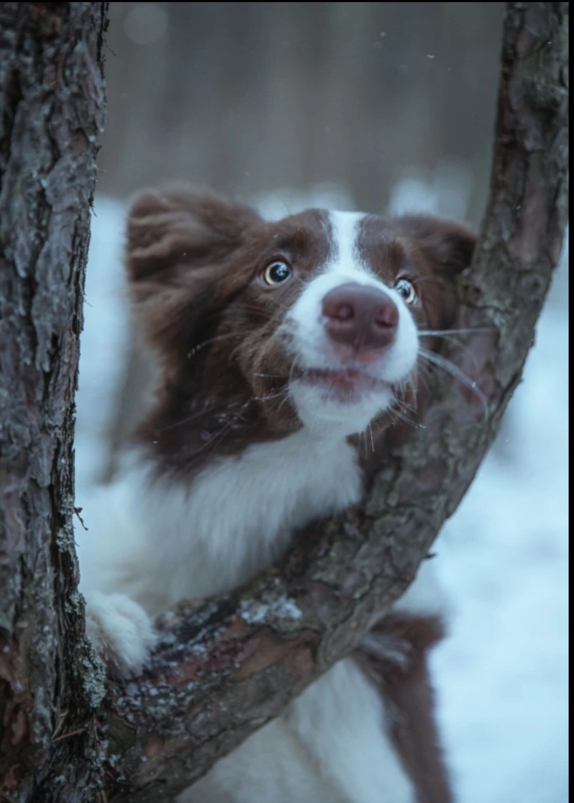 Juno (dog) thumbnail