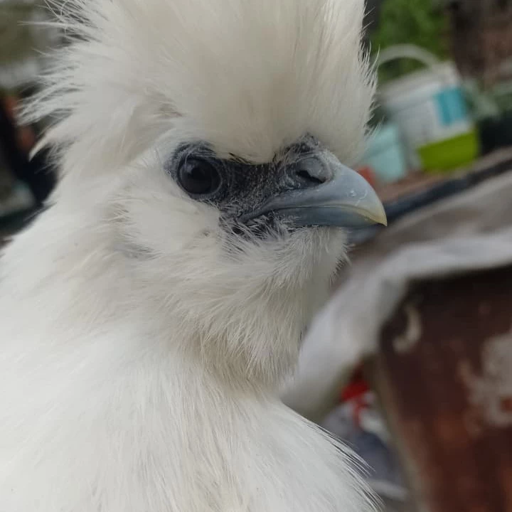 Amelia