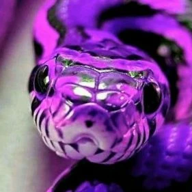 Cute Snake thumbnail