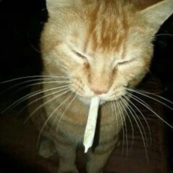 gotti.!