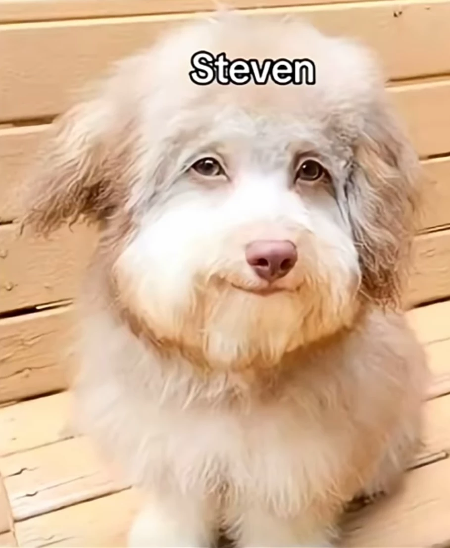 Steven thumbnail