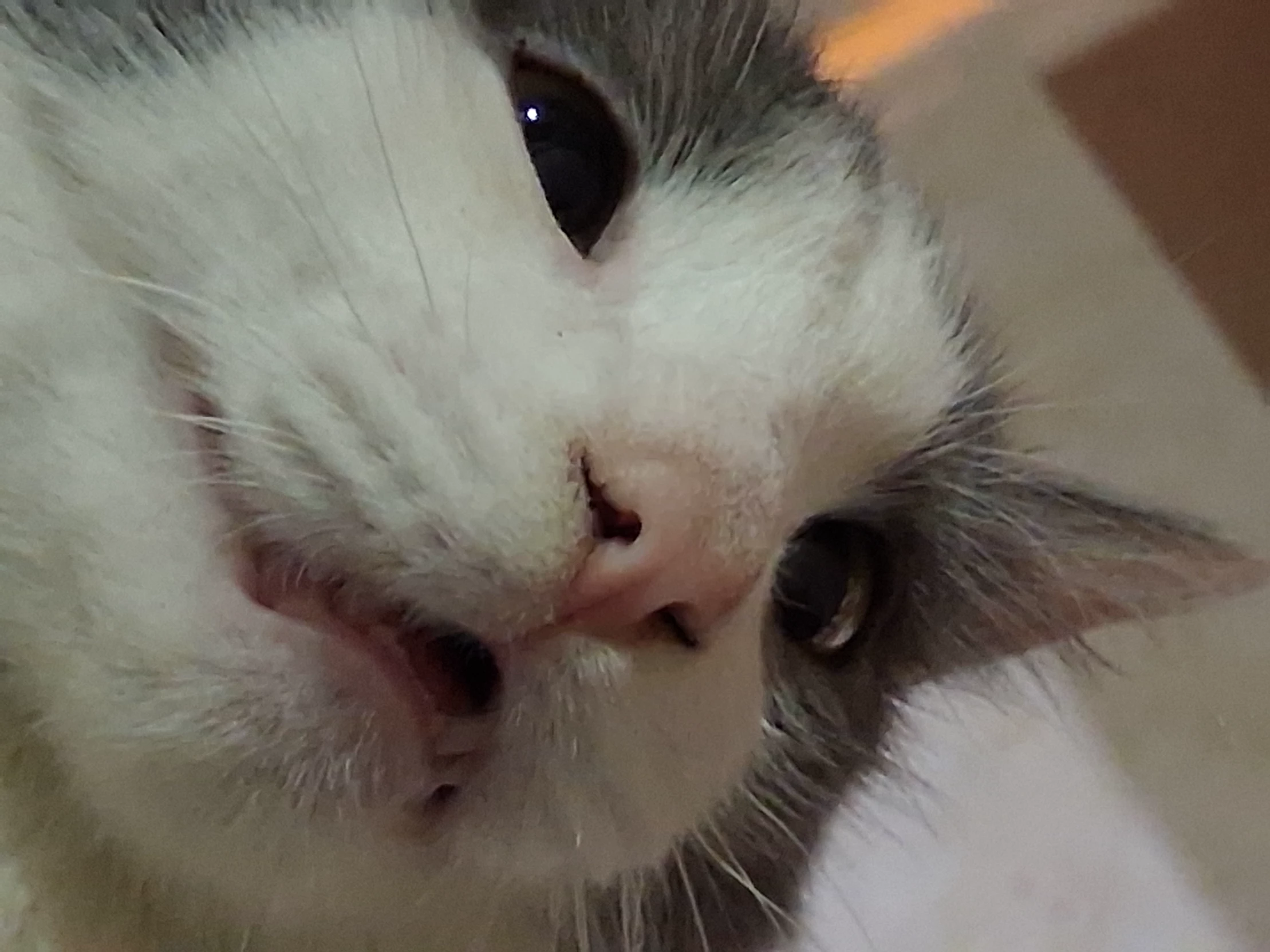 tom thumbnail