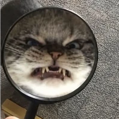 Gatito