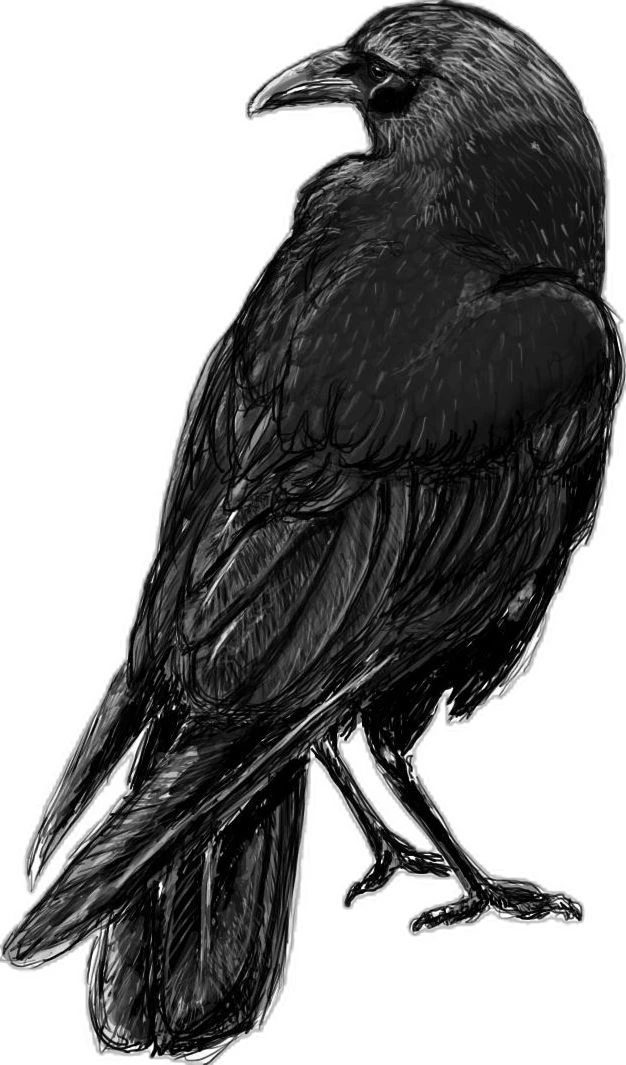 crow. thumbnail