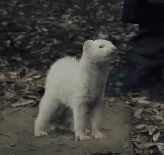 draco malfoy \| ferret thumbnail