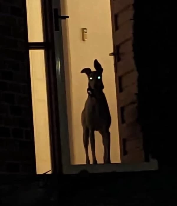 Raven \| Your friend's "dog" thumbnail