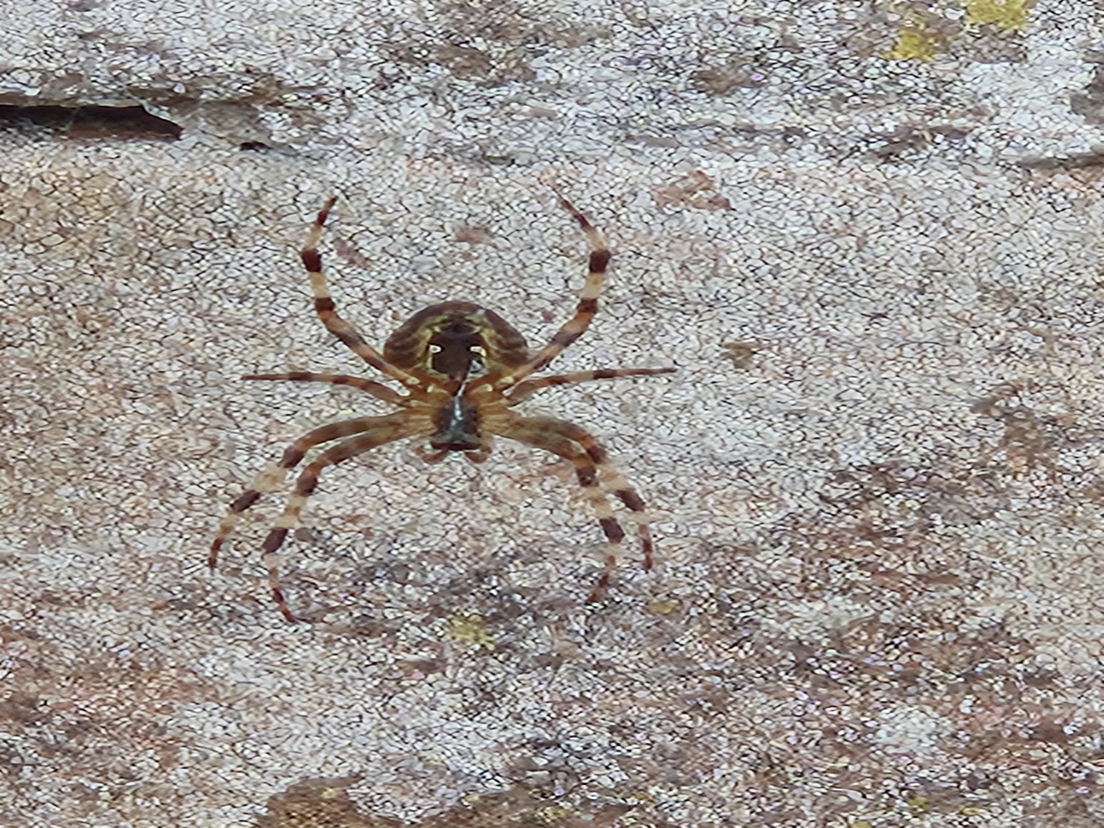 spider thumbnail