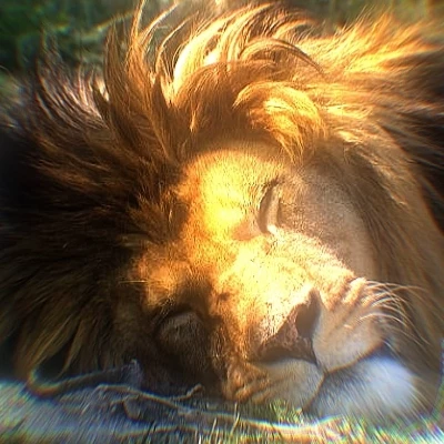 King Leon thumbnail