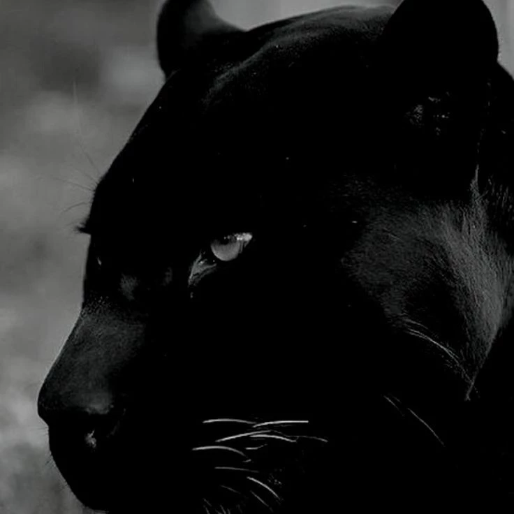 ▒﹐꒰꒰Lady﹕panther﹒︶!
