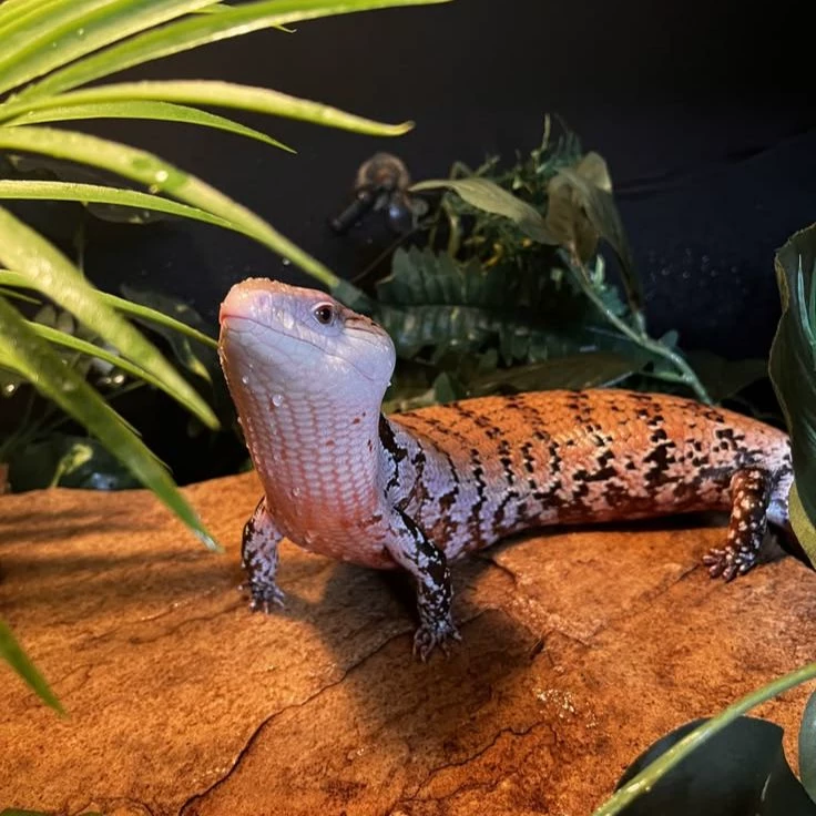 Blue (Blue-tongued skink) thumbnail