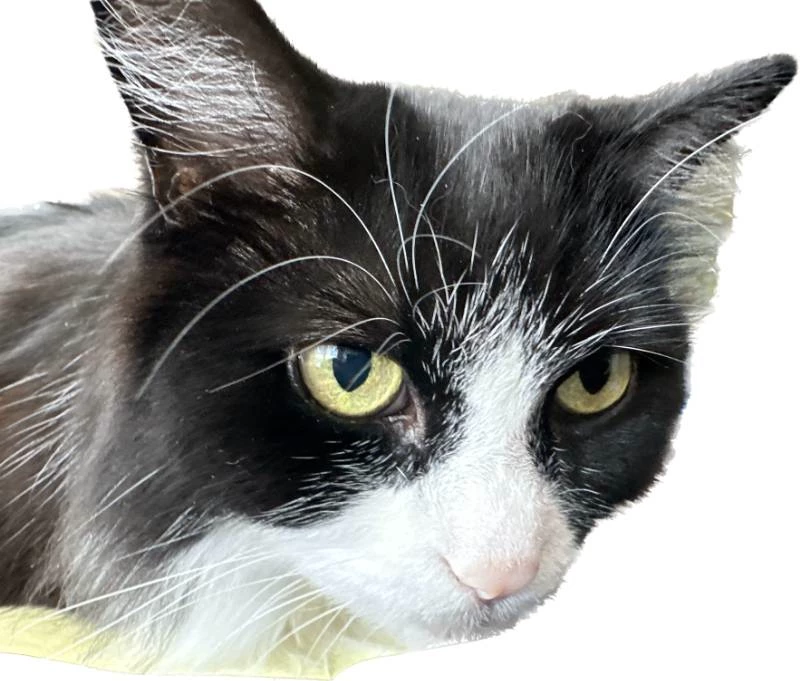 Mags the Therapeutic Cat's cover