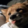 Kazuki