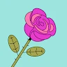 YN