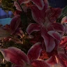Jijx_777