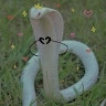 Tayo