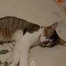 miguel 