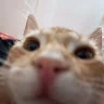Francisco 