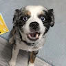 Codi