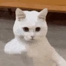Вова