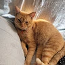 Luci