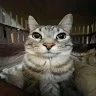 Gato