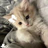 🇰🇷🐱