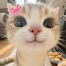 Lia