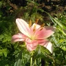 Lilithia 