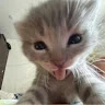 Elaraa