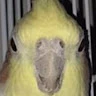 Roo