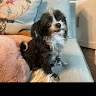 Pia 