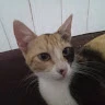 Michi