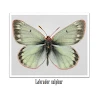 Labrador sulphur (Viktor)