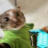 Dream Cat