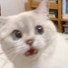 เหมียวนมสด