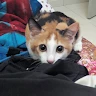 Rinaa